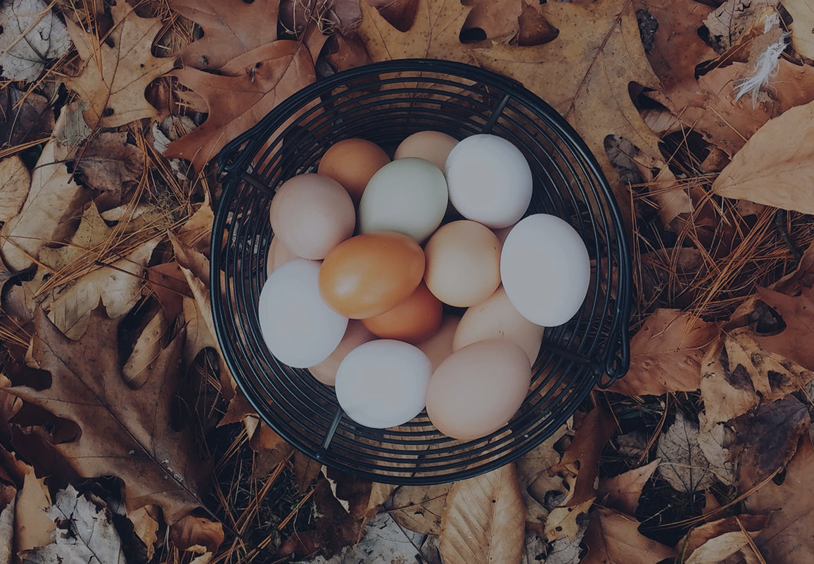 Which breed of chickens lay colored eggs?