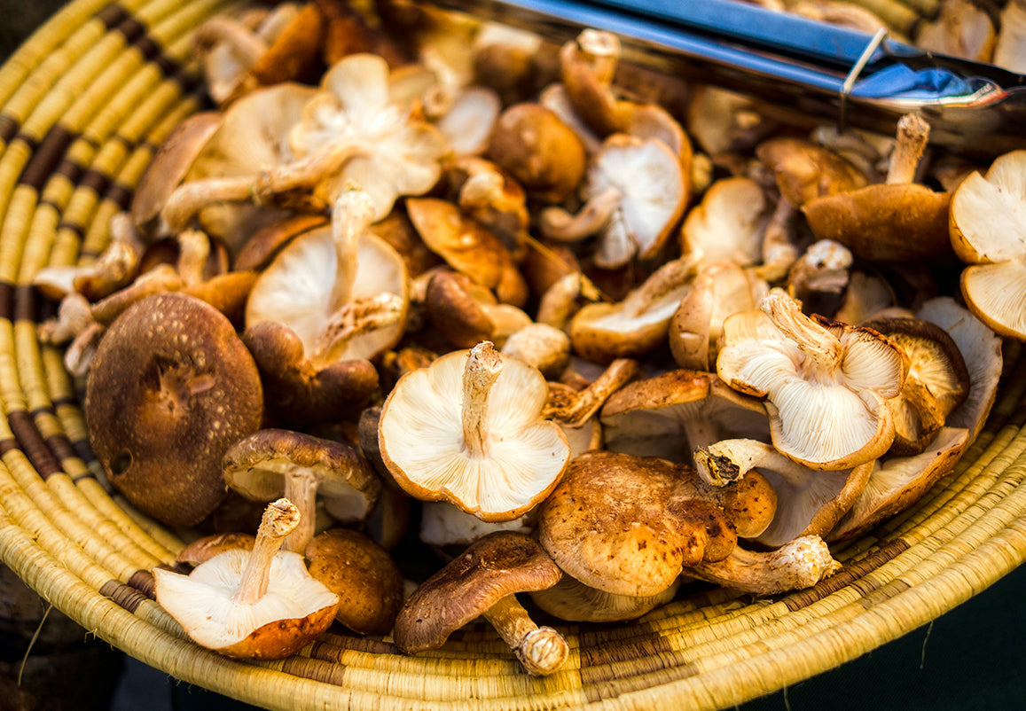 What make Shiitake mushroom so special?