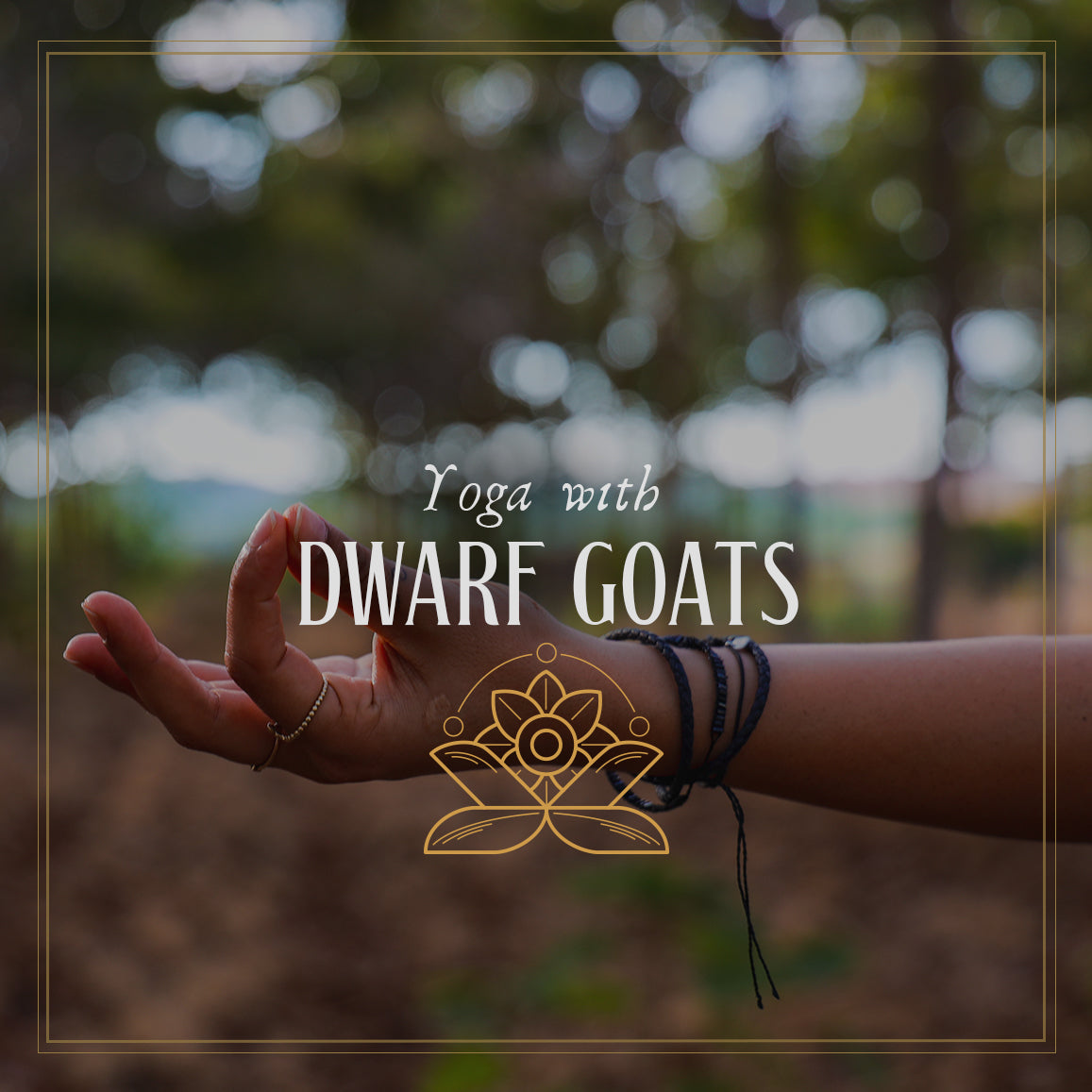 Yoga with dwarf goats