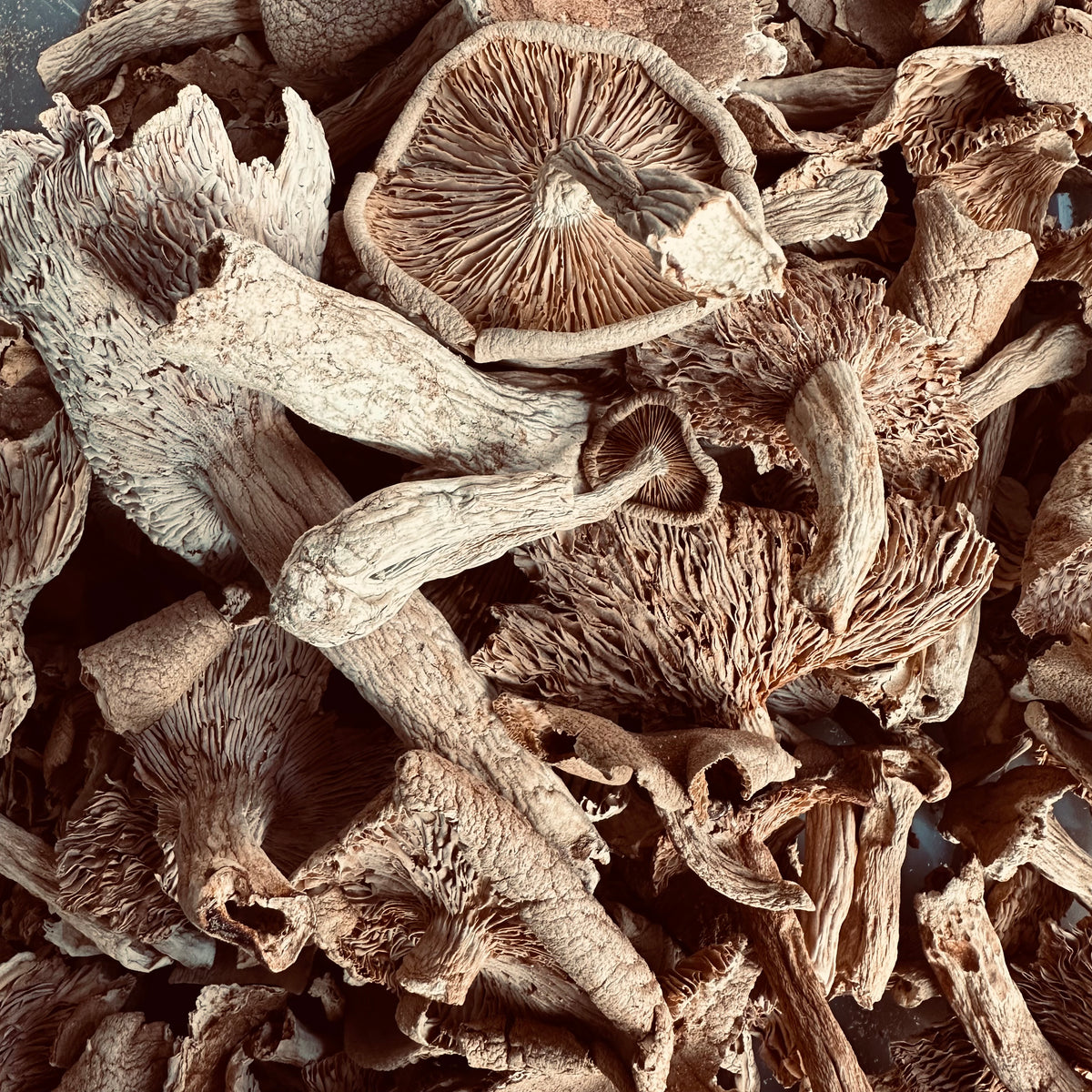Local fenugreek milkcap mushroom 15g