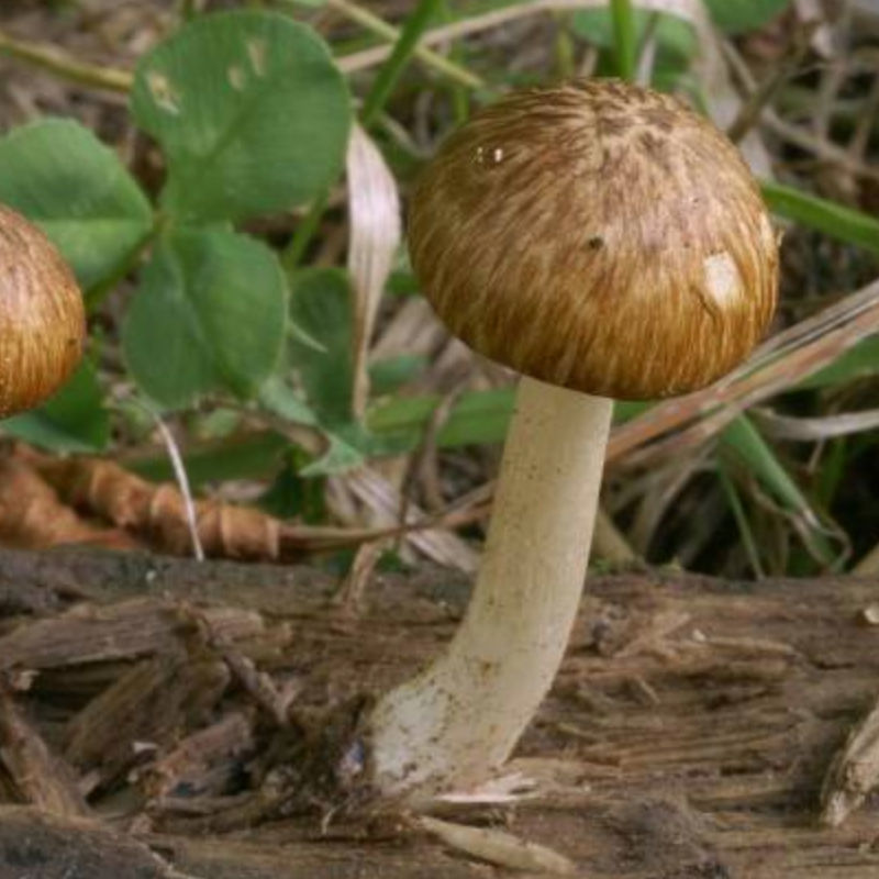 Local dehydrated Agaricus sylvestre mushrooms 15g