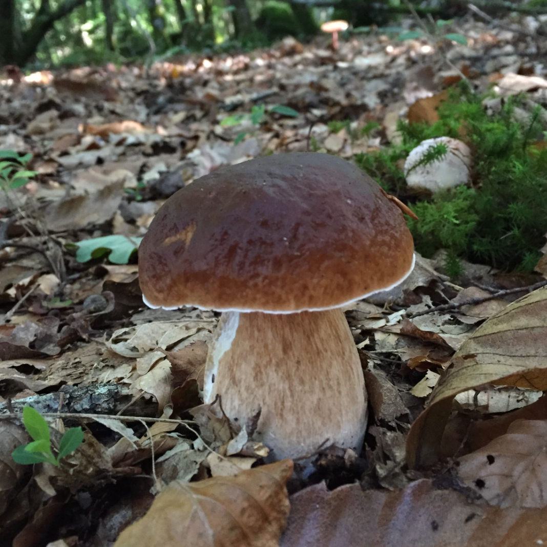 Local boletus mushrooms 30g